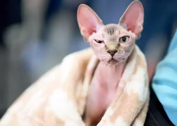 Lols Woman wiped bederly after she realizing $700 hairless sphynx cat she bought was just a shaved regular cat